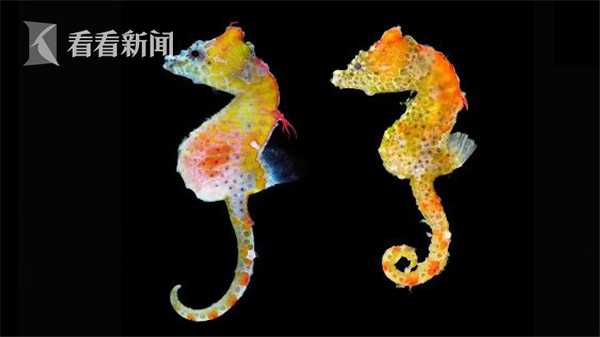 茅.台重新超越寒武纪夺回股王宝座