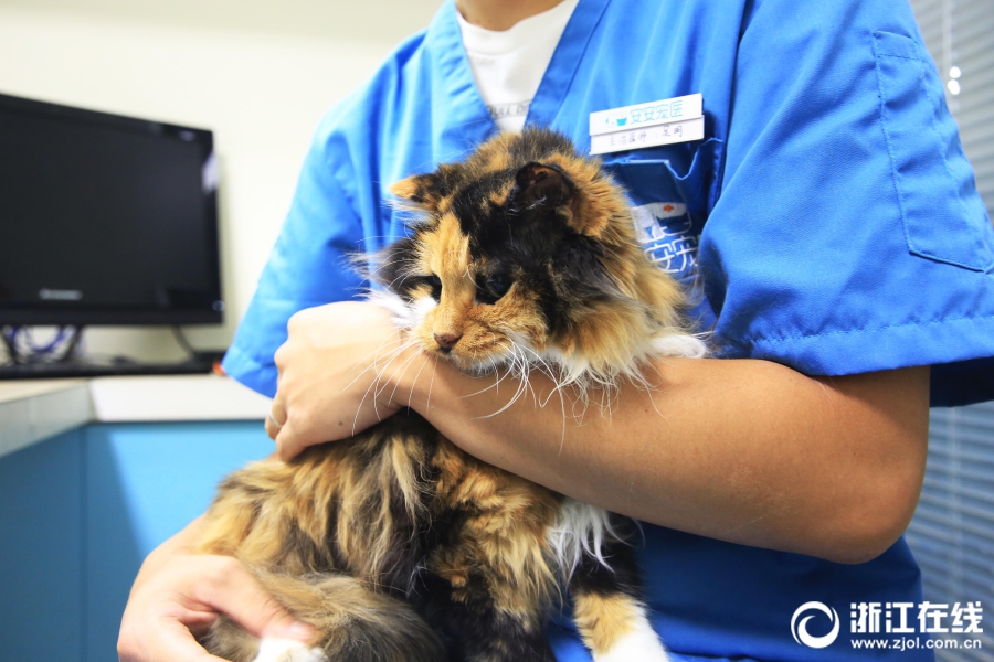 中‘国’屏‘何’以大“显”身手