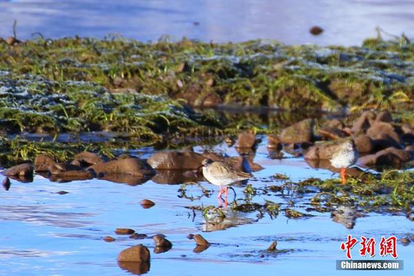 公募“掘!金—”力度持续加码 近一月调研3800次