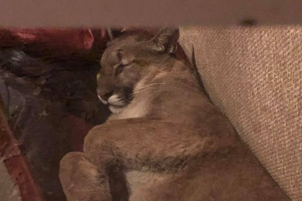 道指?成份股摩根大通下跌0.8%