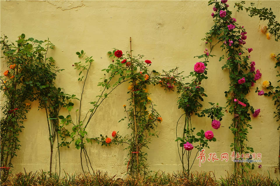 红旗连锁上半年营收下‘降’ 7.3%！连续13 年增长态势遇转折，何解？