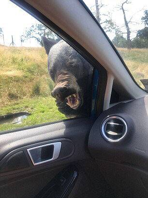 景嘉微：2.025年半年度公司经营业绩主要受行业需求影响