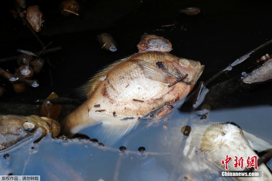 特朗普?据悉计划推出“创世使命”以促进美国ai发展