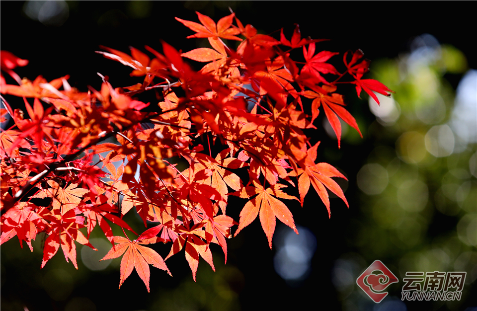 马斯克能否赢<得>“万?亿薪酬”，即将揭晓