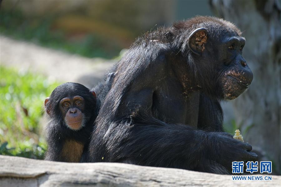 受特朗普,政—策变化影响，今年上半年美国可再生能源投资同比锐减36%